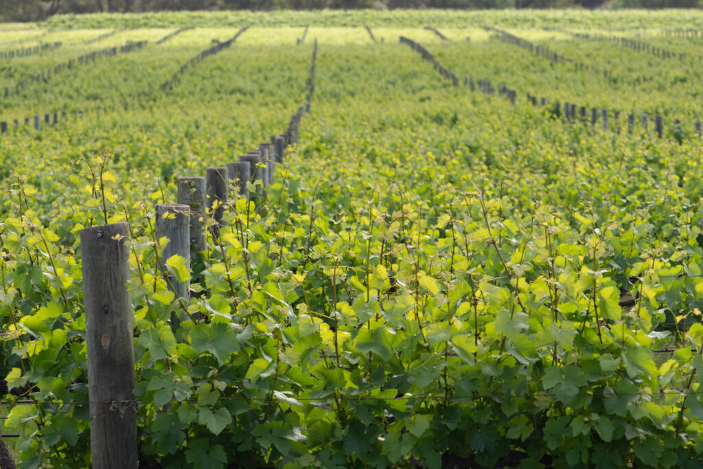 Eastern Suburbs Rent Roll Sold WA